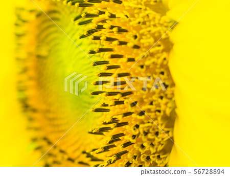 the sunflower in macro view 56728894