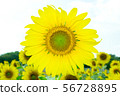 the sunflower in macro view, close-up sunflower 56728895
