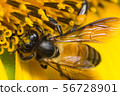 the bee working on sunflower, the insect in nature 56728901