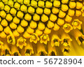 the sunflower in macro view, close-up sunflower 56728904