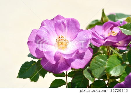 Purple rose (blue for you) Purple rose (blue for you) 56729543