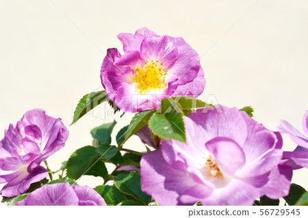 Purple rose (blue for you) Purple rose (blue for you) 56729545