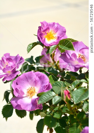 Purple rose (blue for you) Purple rose (blue for you) 56729546