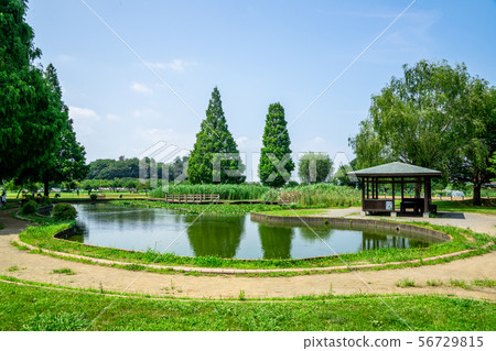 Refreshing park scenery Refreshing park scenery 56729815