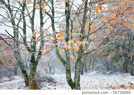 The first snow fell on the summit of Mt. Hiba mountains and autumn colors. Please see the contrast between autumn colors and the first snow. Precise image, Hiroshima The first snow fell on the summit of Mt. Hiba mountains and autumn colors. Please see the contrast between autumn colors and the first snow. Precise image, Hiroshima 56730060