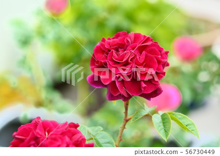 Red rose (allegory) 56730449