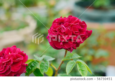 Red rose (allegory) Red rose (allegory) 56730451