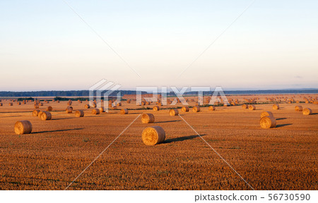large cylindrical stacks of wheat straw 56730590