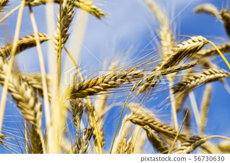 agricultural field with yellowed wheat agricultural field with yellowed wheat 56730630