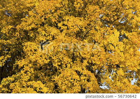 Autumn photo Autumn photo 56730642