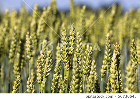 natural green ears of wheat natural green ears of wheat 56730643
