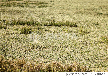 real organic green rye 56730644