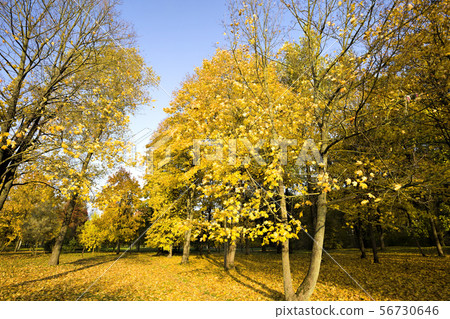 autumn landscape with tall trees autumn landscape with tall trees 56730646