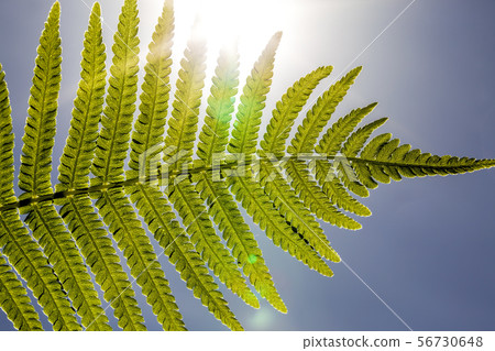 fern with a green leaf fern with a green leaf 56730648