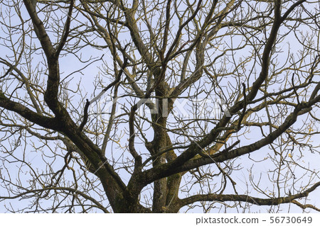 bare tree trunk bare tree trunk 56730649