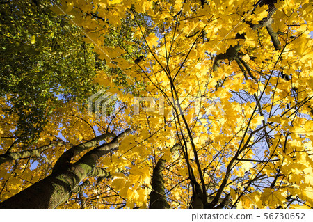 the tops and crown of trees the tops and crown of trees 56730652