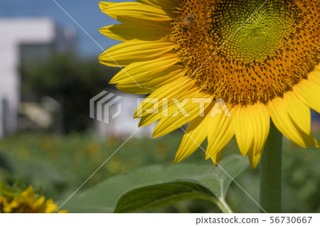 Sunflower field in Musashimurayama Sunflower field in Musashimurayama 56730667