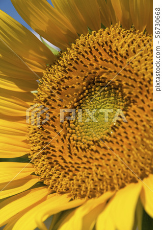 Sunflower field in Musashimurayama Sunflower field in Musashimurayama 56730668