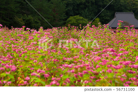 Many buckwheat flowers are blooming in the red buckwheat field. You can see the roof of the farmhouse on the far right. Many buckwheat flowers are blooming in the red buckwheat field. You can see the roof of the farmhouse on the far right. 56731100