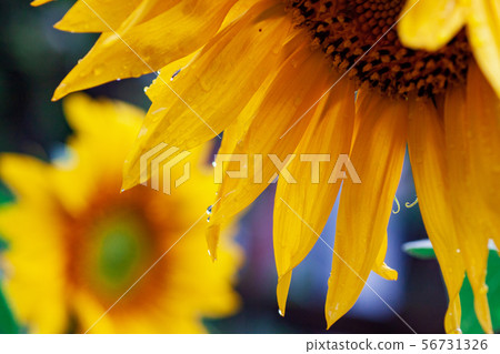 close-up of a beautiful sunflower in a field 56731326