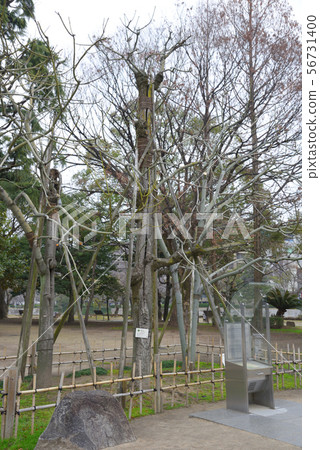 <廣島縣>廣島和平紀念公園，A-bombed樹 56731400