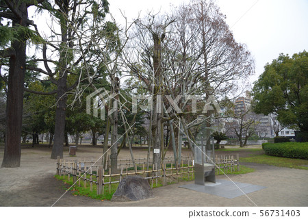 <廣島縣>廣島和平紀念公園,A-bombed樹 <廣島縣>廣島和平紀念公園,A-bombed樹 56731403