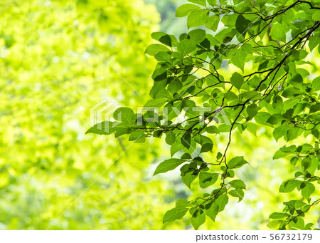 適用於新鮮的綠色,新芽,幼葉,明亮的黃色背景和令人耳目一新的背景。 適用於新鮮的綠色,新芽,幼葉,明亮的黃色背景和令人耳目一新的背景。 56732179