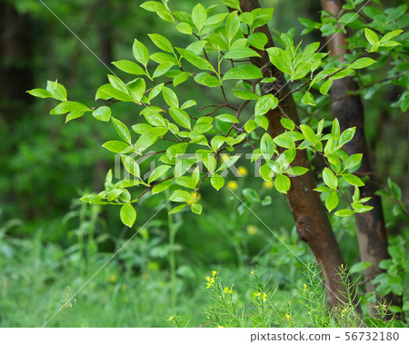 Fresh green of Mochiki in the Yawata Marsh and yellow wildflowers blooming in one corner Hiroshima Prefecture 56732180