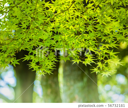 It is a large tree with fresh green leaves. It is a solid atmosphere with three stands. 56732181
