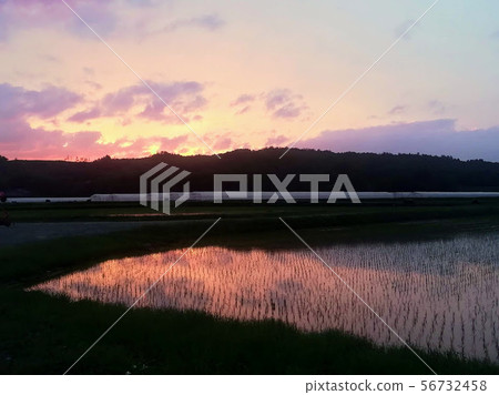 Sunset after rice planting Sunset after rice planting 56732458