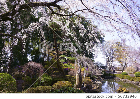 櫻桃淋浴和小池塘 56732946