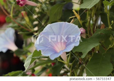 Summer Flower In The Flower Bed Asagao Stock Photo