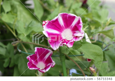 花床上的夏天花：Asagao：牽牛花：大阪枚方市 56733348