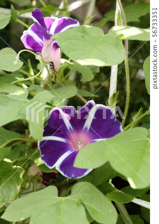 Summer Flower In The Flower Bed Asagao Stock Photo