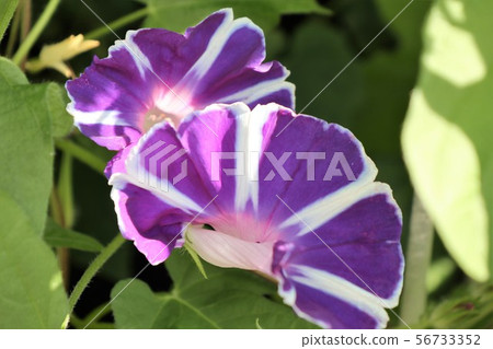 Summer Flower In The Flower Bed Asagao Stock Photo