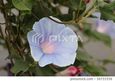Summer Flower In The Flower Bed Asagao Stock Photo