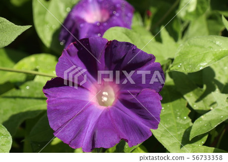 Summer Flower In The Flower Bed Asagao Stock Photo