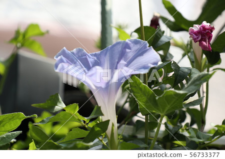 Summer Flower In The Flower Bed Asagao Stock Photo