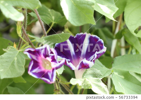 Summer Flower In The Flower Bed Asagao Stock Photo