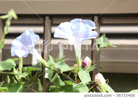 Summer Flower In The Flower Bed Asagao Stock Photo