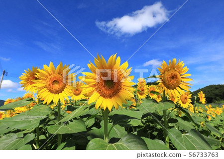 Sunflower 3227 56733763