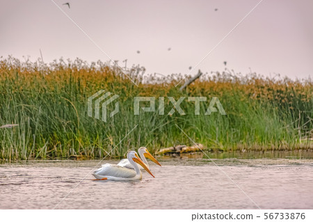 Wildlife scenery in Lake Utah with white pelicans 56733876