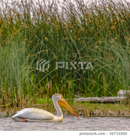 White pelican against grasses and sky in lake Utah 56733889