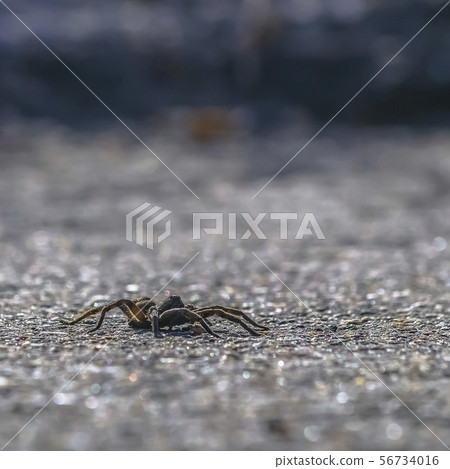 The unique wolf spider on rough and gray surface The unique wolf spider on rough and gray surface 56734016