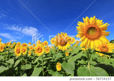 Sunflower 3162 56734157
