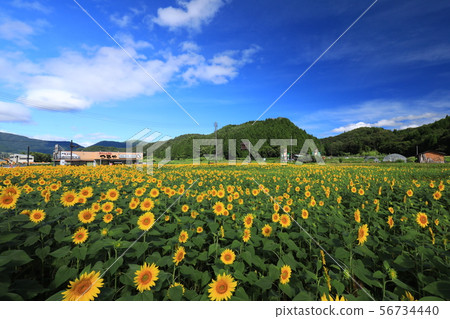 Sunflower 2951 Sunflower 2951 56734440