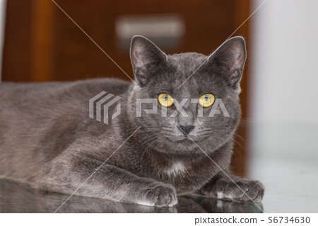 Beautiful Chartreux breed cat Beautiful Chartreux breed cat 56734630