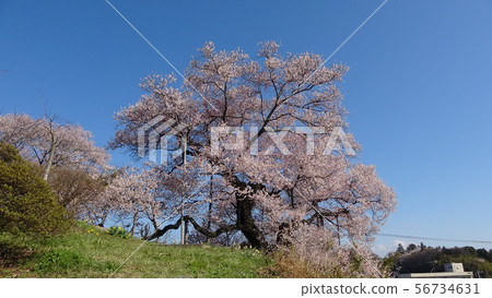 Cherry blossoms at a tea garden (Fukushima Prefecture, Nihonmatsu City) 56734631