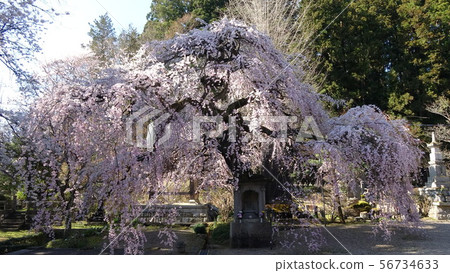 Daikeiji Temple weeping cherry tree (Fukushima Prefecture, Nihonmatsu City) 56734633