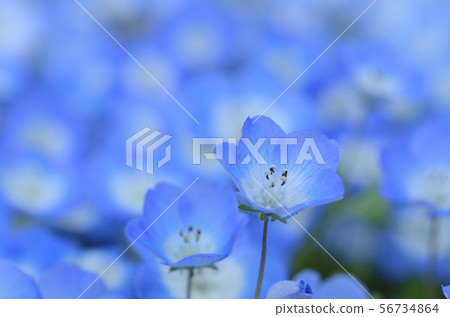 Nemophila Nemophila 56734864